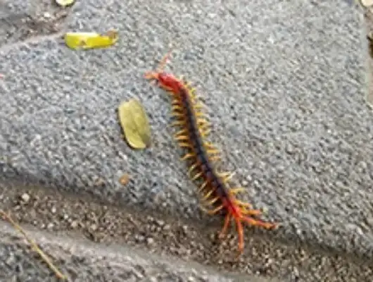 Centipedes-Removal