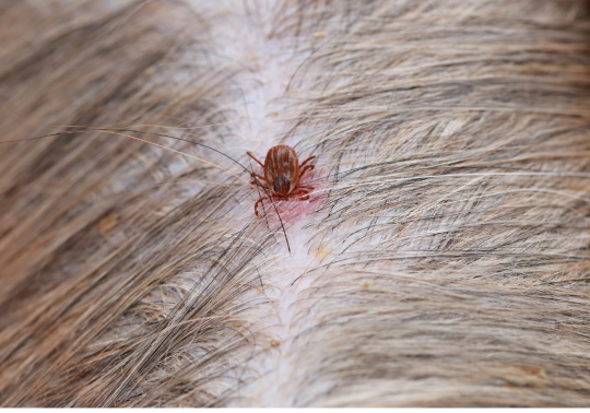 How to Spot a Flea Infestation in Your Toronto Home