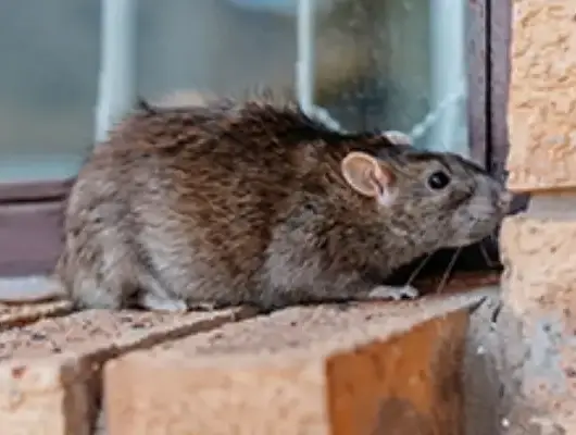 Rodent-Control-Removal