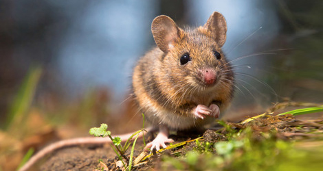 Rodent-Control-Removal