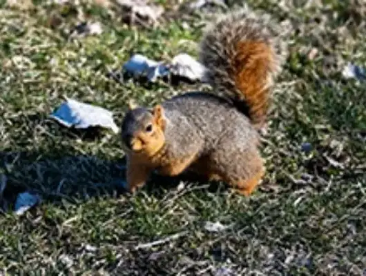 Squirrel-Removal-Control