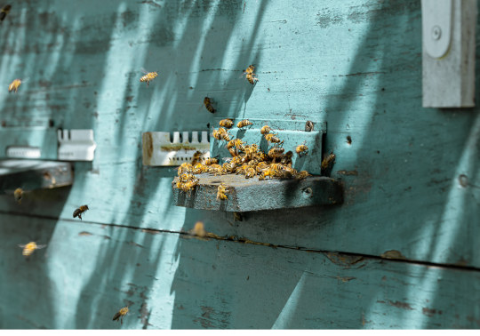 Wasp Control in Toronto_