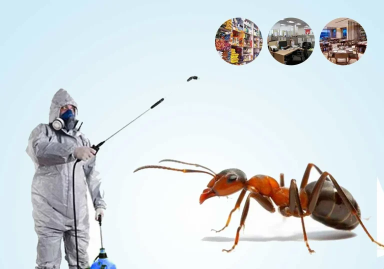 ant-pest-control-services-768x538
