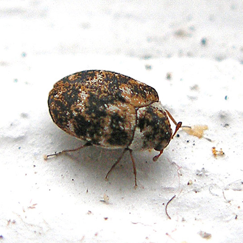 varied-carpet-beetle-1