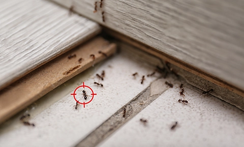 Ant Control & Removal