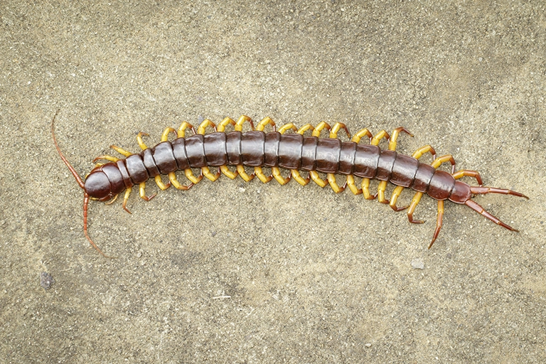 Are Centipedes Dangerous