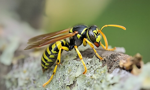Bee & Wasp Control