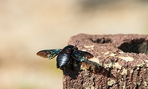 Carpenter Bee Removal & Control