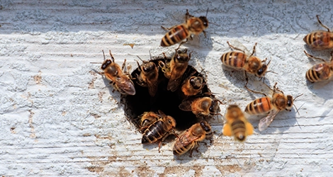 Carpenter Bees