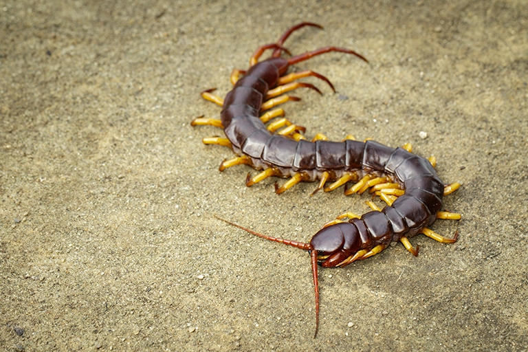 Centipedes Removal Services