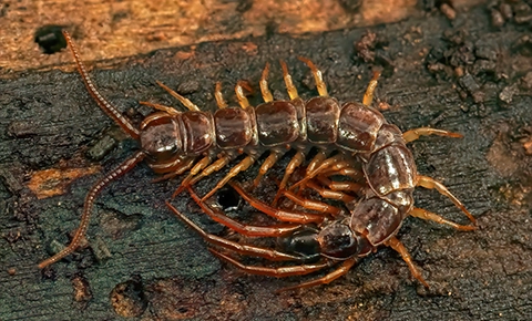 Centipedes Removal