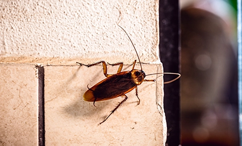 Cockroach Control