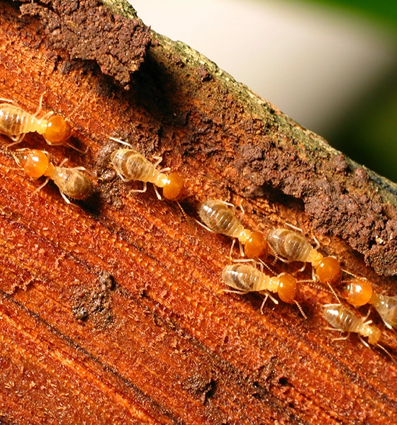Comprehensive Solutions for Termite Control in Toronto