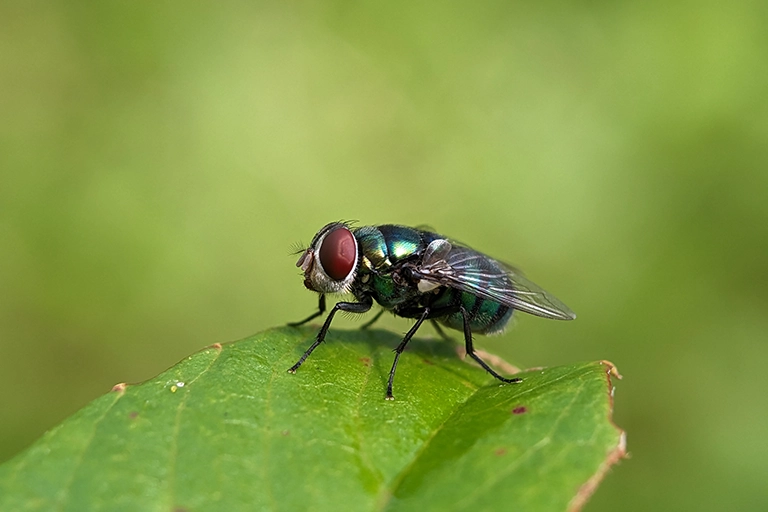 Fly Removal Servicesin Your Home