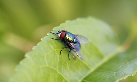 Fly Removal