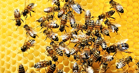 Honey Bees