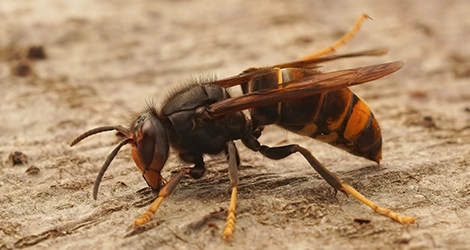 Hornets
