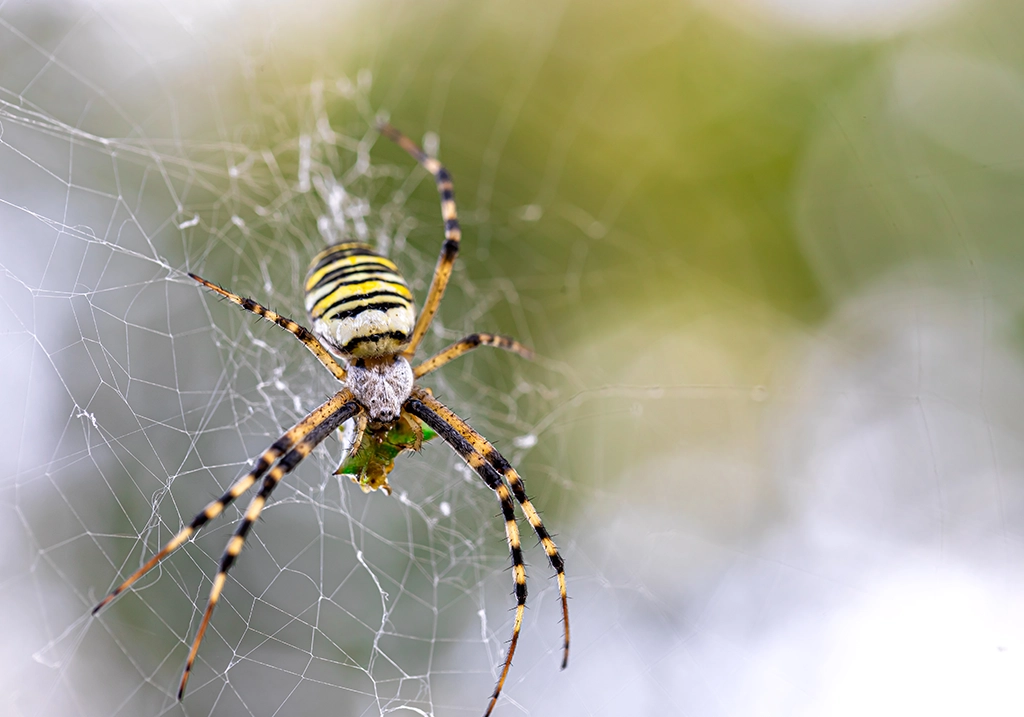 How Do Spiders Infest