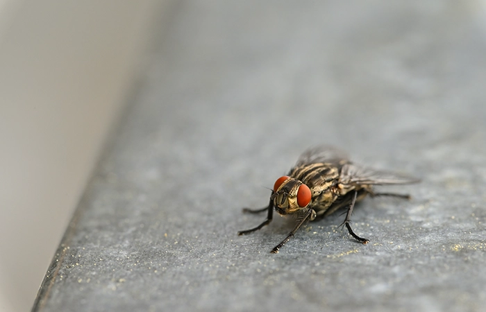 Overview of Pest Control Services