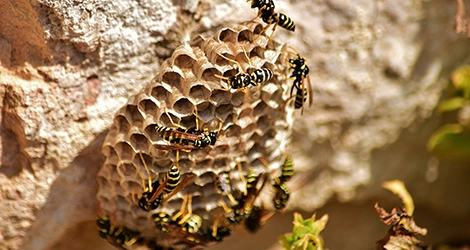 Paper Wasps