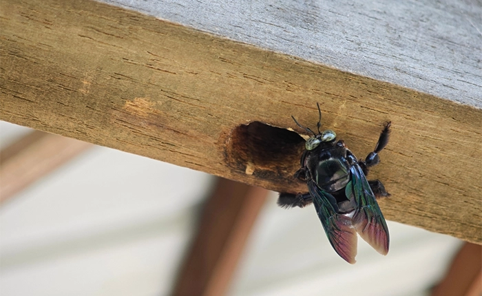 Professional Carpenter Bee Removal & Control in the GTA