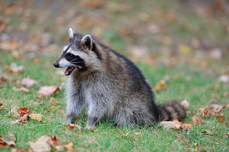 Professional Wildlife Removal