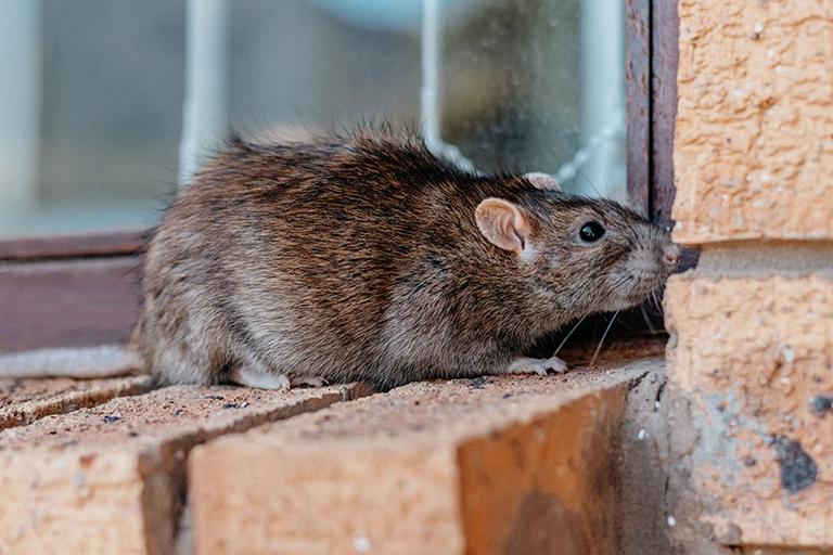 Rodent Control & Removal Services