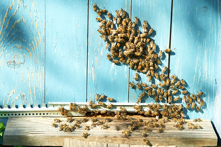 Safe and Professional Bee & Wasp Removal