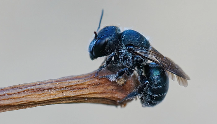 Signs of a Carpenter Bee Infestation