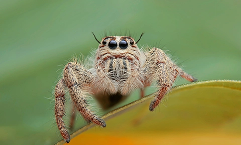 Spider Control