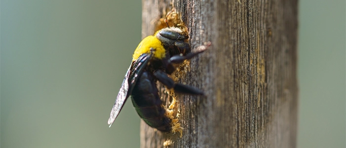 Why Choose Maple Pest Control