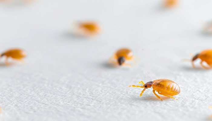 Why Choose Our Bed Bug Services