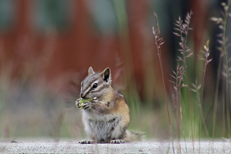 Why Choose Our Wildlife Services