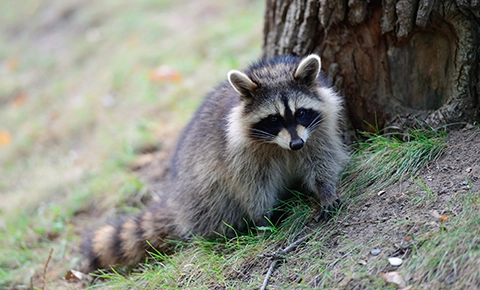 Wildlife Removal, Squirrel &