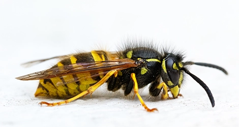 Yellowjackets