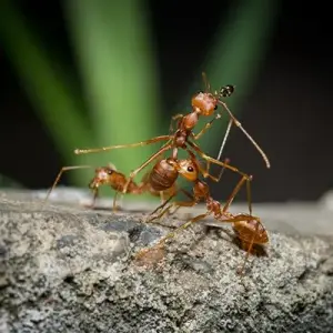 Ant-Control-Removal