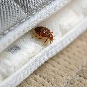 Bed-Bug-Removal-Control