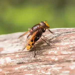 Bee-Wasp-Control