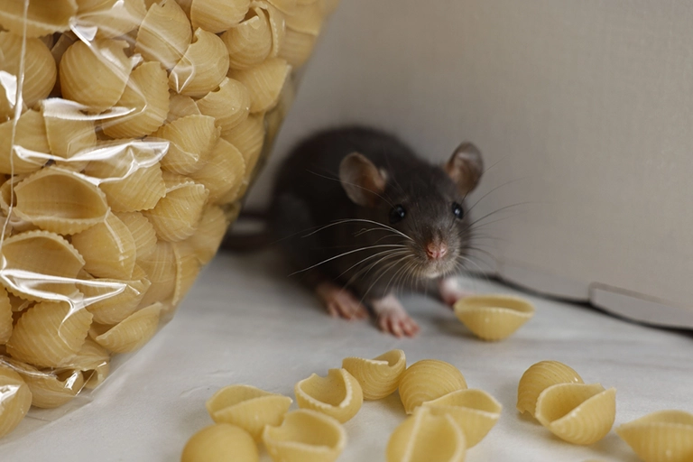 Overview of Pest Control Services