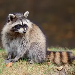 Wildlife-Removal-Squirrel-Raccoon-Control